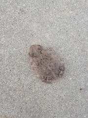 Anaxyrus americanus