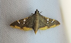 Prophantis adusta