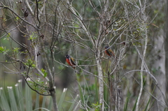 Passerina ciris ciris