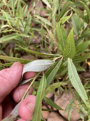 Salix sericea