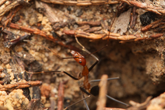 Leptomyrmex varians