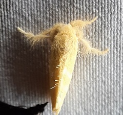 Lepidoptera
