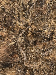 Coluber constrictor mormon