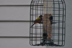 Passerina ciris ciris