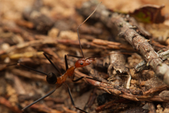 Leptomyrmex varians