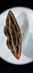 Spirama