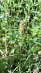 Phleum alpinum