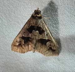 Tephriopis divulsa