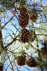 Pinus maximartinezii