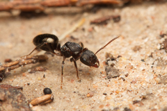 Notoncus ectatommoides