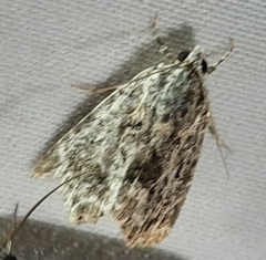 Lepidoptera
