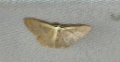 Lepidoptera