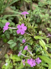 Phlox maculata maculata