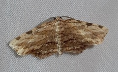 Achrosis intexta