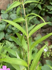 Phlox maculata maculata