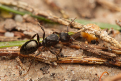 Notoncus ectatommoides