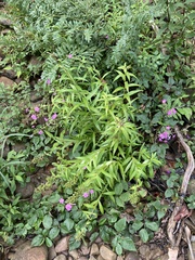 Phlox maculata maculata