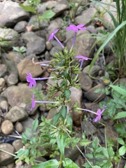 Phlox maculata maculata