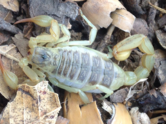 Paruroctonus silvestrii
