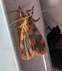 Miltochrista rubricosa