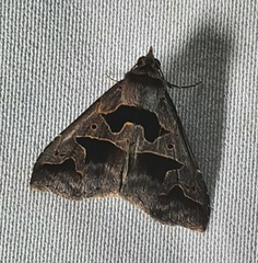 Tephriopis divulsa