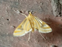 Lepidoptera
