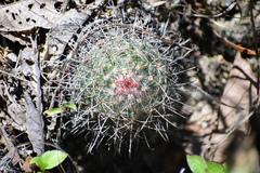 Mammillaria rekoi