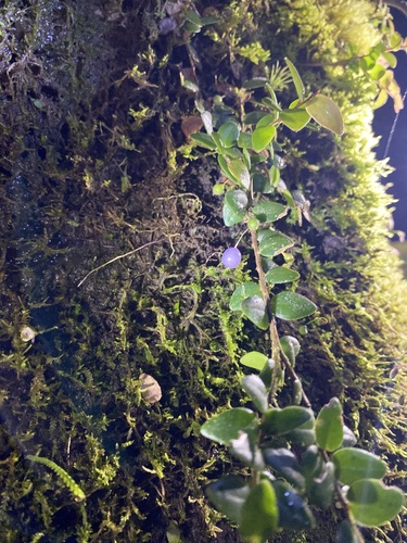 Vaccinium floribundum image