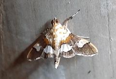 Aetholix flavibasalis