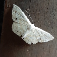 Lepidoptera