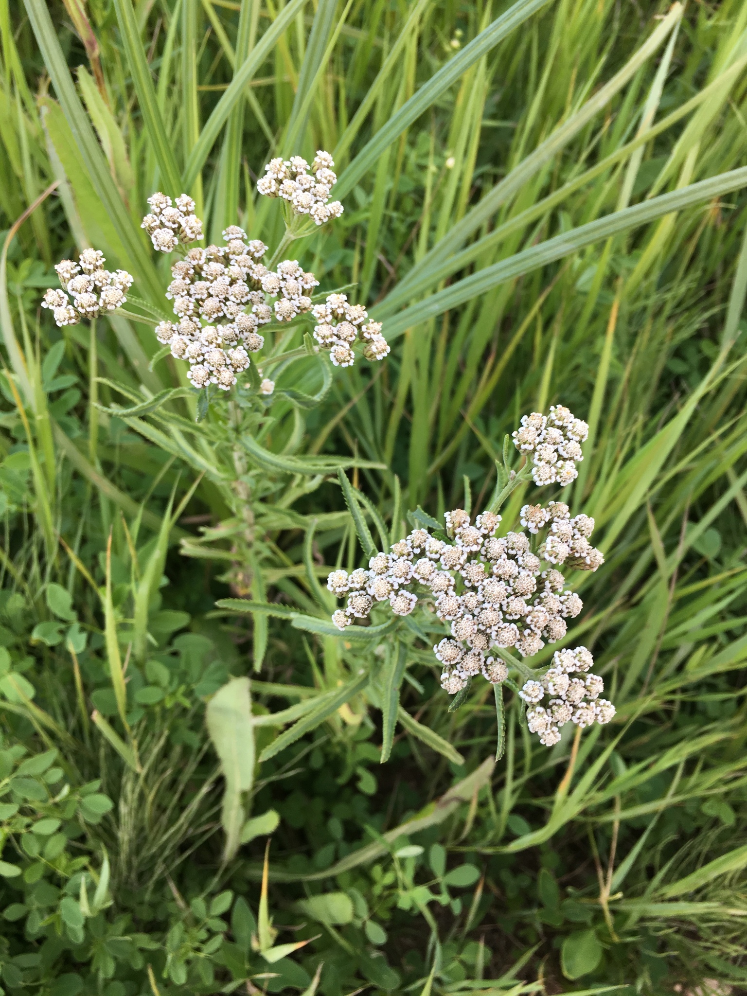 Achillea alpina