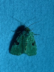 Leuconycta