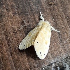 Lepidoptera