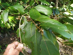 Syzygium sayeri