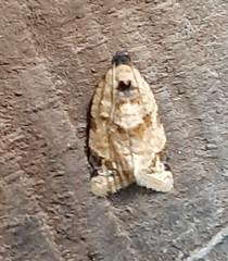 Lepidoptera