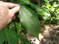 Syzygium sayeri