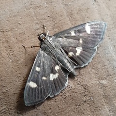 Spilomelinae