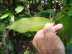 Syzygium sayeri