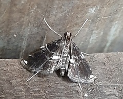 Lepidoptera