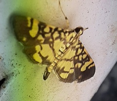 Lygropia distorta