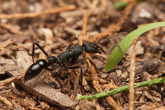 Leptogenys sjostedti