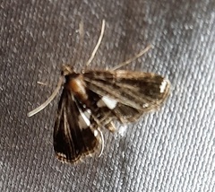 Lepidoptera