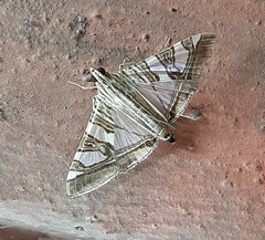 Glyphodes stolalis