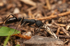 Leptogenys sjostedti