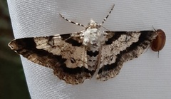 Lepidoptera