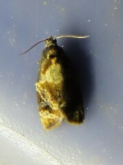 Ditula angustiorana