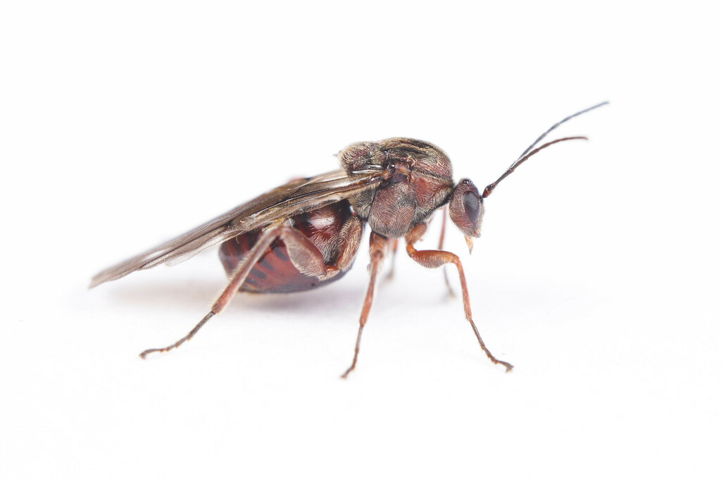 Oak Rough Bulletgall Wasp
