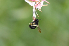 Xylocopa tabaniformis orpifex