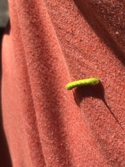 Peridea basitriens