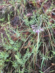Hedeoma hyssopifolia